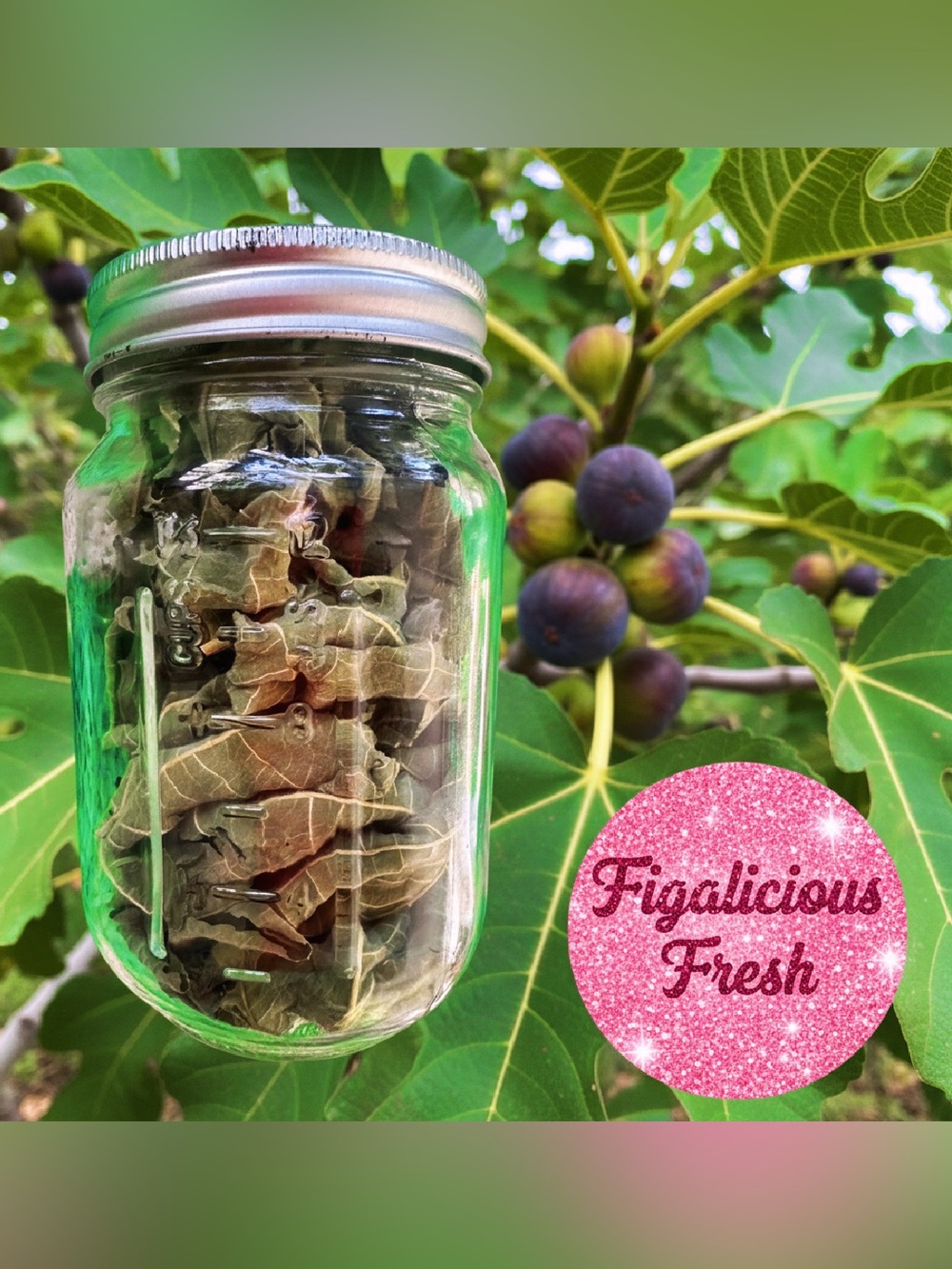 Sun Dried Organic Fig Leaves Aromatic Herbal Tea